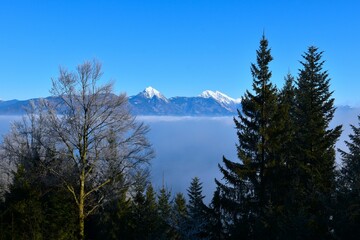 View of snow covered peaks of Storžič and Grintovec and a beech and spruce trees in front in Slovenia