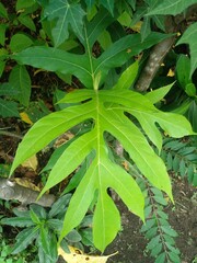 Breadfruit plants that grow well and are light green in color. creating a fresh atmosphere under the sunlight in the morning.