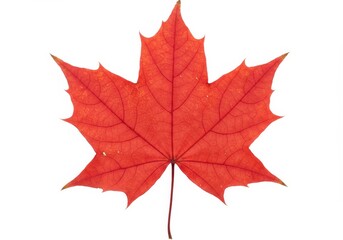 Obraz premium A vibrant red maple leaf with visible veins and a natural texture isolated on a white background