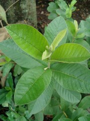 Guava plant shoots that grow well and are light green in color. creating a fresh atmosphere under...