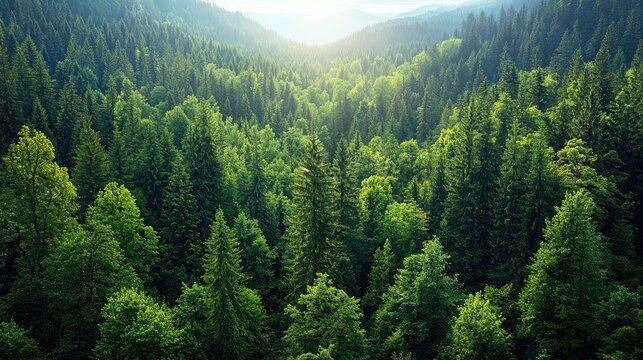 Aerial view of lush green forest valley, sunlight, nature background, environmental conservation
