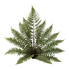 Boston Fern Nephrolepis Exaltata PNG Isolated on Transparent Background for Graphic Design  
