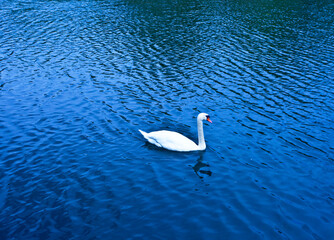 Łabędź na jeziorze, Swan on the lake © 123108 Aneta