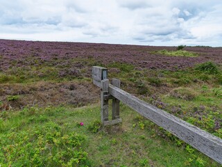 Braderuper Heide, heathland on the island of Sylt