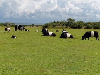 Belted Galloway cattle on a meadow near the Kampen lighthouse, Sylt island