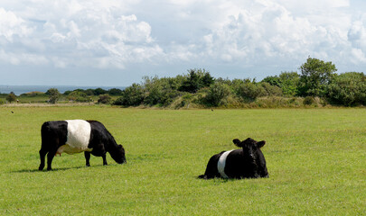 Belted Galloway cattle on a meadow near the Kampen lighthouse, Sylt island