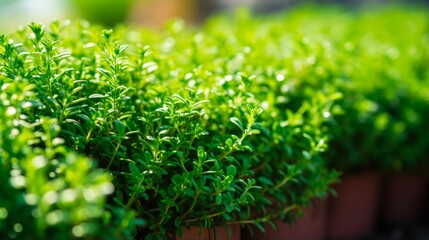 Growing Thyme Plant. Aromatic, Perennial Herb for Your Mediterranean Food Recipes in Your Garden