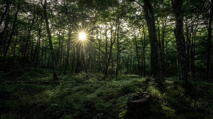 Obraz premium Sunbeams Piercing Dense Forest Creating Ethereal Woodland Scene : Generative AI