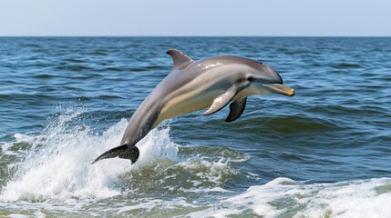 Fototapeta premium Playful Dolphin Leaping in Ocean