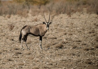 Oryx