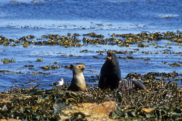 Lion de mer, femelle, mâle, Otaria flavescens, Iles Falkland, Malouines