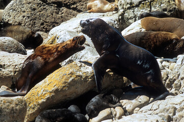 Lion de mer, male, femelle, jeune , Otaria flavescens, Iles Falkland, Malouines