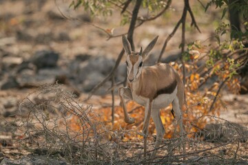 Springbock