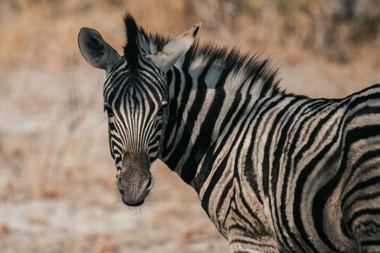 Steppenzebra