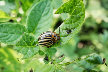 Colorado potato beetle on leaf in natural garden setting