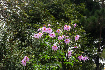 Bright pink Dahlia Imperialis flowers bloom vibrantly amongst rich green foliage at Bryant Park in Kodaikanal