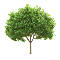 Fototapeta premium A Green Tree Isolated on a Black Background