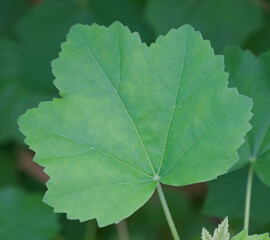 Beautiful close-up of the leaf of lavatera maritima 