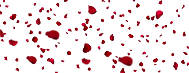 Rose Pedals Scattered, cut out. Isolated Decorative Element