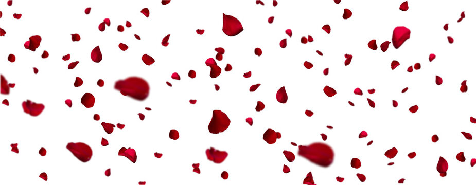 Rose Pedals Scattered, cut out. Isolated Decorative Element