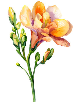 watercolor freesia flower, yellow and orange clip art preview