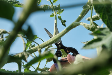 Close-up of hands pruning tomato plant stem under clear sky
