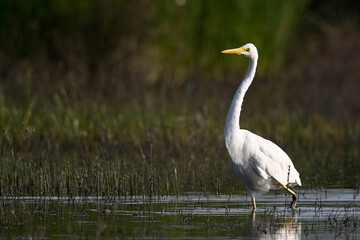 Great egret // Silberreiher (Ardea alba)