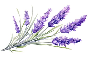 Naklejka premium Watercolor Lavender Branch Illustration for Wedding and Valentine's Greeting Cards. Isolated Raster of Lavender Flower Bunch with Aromatic Provence Herb