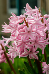 Pink Hyacinthus in a garden. Traditional spring flower
