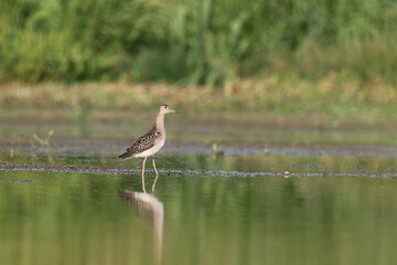 Ruff, Ruff, Calidris pugnax, juvenile in wetland