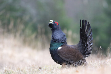 Capercaillie male displaying in spring