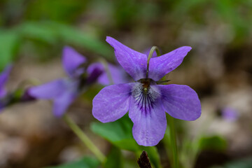 Viola odorata. Scent-scented. Violet flower forest blooming in spring. The first spring flower,...