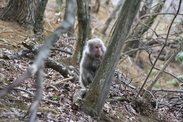 Japanese macaque