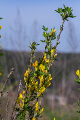 Chamaecytisus ruthenicus blooms in the wild in spring