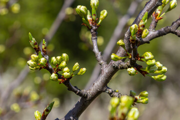 White plum blossom, beautiful white flowers of prunus tree in city garden, detailed macro close up plum branch. White plum flowers in bloom on branch, sweet smell with honey hints