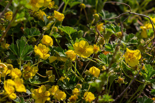 Potentilla erecta, Common Tormentil, Rosaceae. Wild plant shot in summer