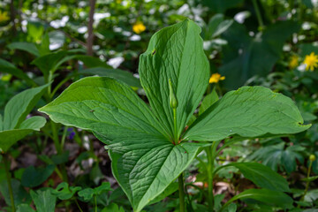 Paris quadrifolia in bloom. It is commonly known as herb Paris or true lover's knot