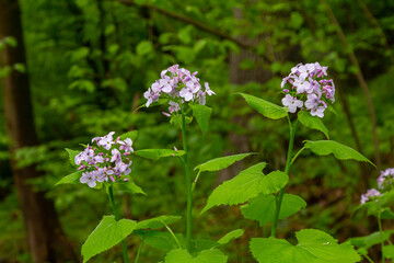In spring, Lunaria rediviva blooms in the wild in the forest