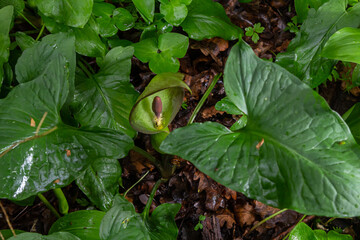 Cuckoopint or Arum maculatum arrow shaped leaf, woodland poisonous plant in family Araceae. arrow...