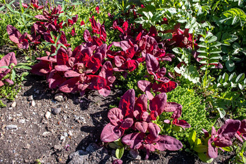 a red-leaved plant with the Latin name ATRIPLEX HORTENSIS illuminated by the sun
