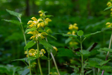 Yellow Archangel, Galeobdolon luteum or Lamium galeobdolon, detail of inflorescence.