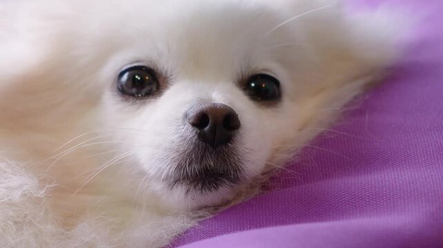little pomeranian spitz puppy sits in his house and looks at the camera. Fluffy cute dog in a booth