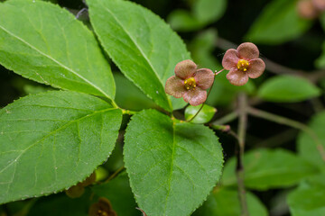 Little flowers of Euonymus verrucosus or spindle tree