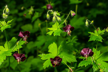 Purple and red flowers of Geranium phaeum Samobor in spring garden