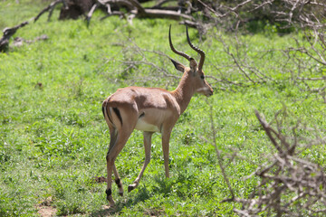 Impala antelope close up