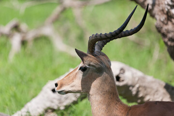 Impala antelope close up
