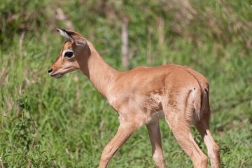 Impala antelope close up