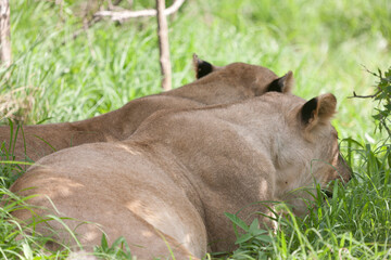 Lion close up