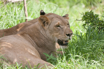 Lion close up