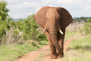 African elephant close up